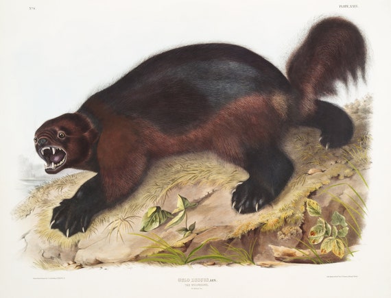J.J. Audobon, Wolverine (Gulo luscus) from the viviparous quadrupeds of North America (1845)