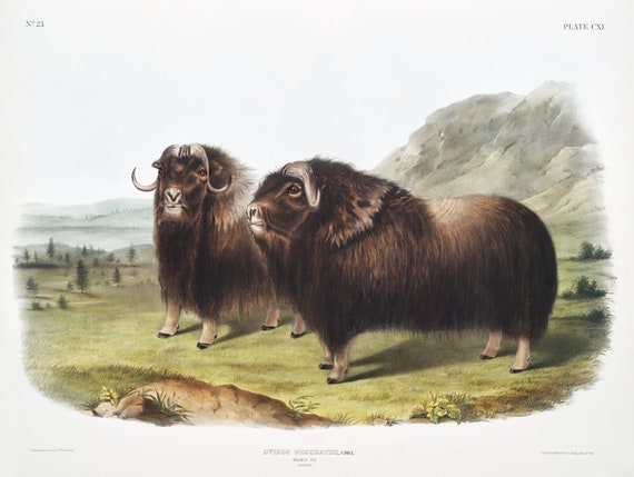 J.J. Audobon, Musk Ox (Ovibos moschatus) from the viviparous quadrupeds of North America (1845), on canvas,  50 x 70 cm, 20 x 25" approx.