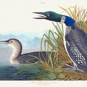 J.J. Audobon, Great Northern Diver or loon. Colymbus glacialis, 1835, bird print on durable cotton canvas, 19x27inches(50x70cm) approx.