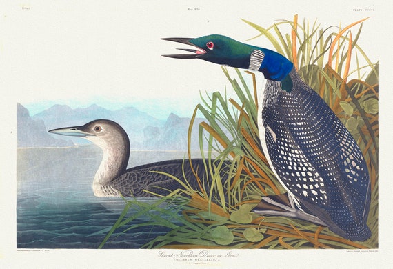 J.J. Audobon, Great Northern Diver or loon. Colymbus glacialis, 1835, bird print on durable cotton canvas, 19x27inches(50x70cm) approx.