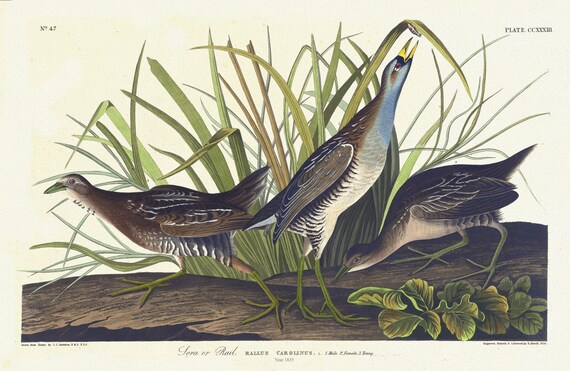 J.J. Audubon, Sora or rail. Rallus carolinus, L. 1. Male. 2. Female. 3. Young, 1835 , nature print on canvas,  50 x 70 cm, 20 x 25" approx.