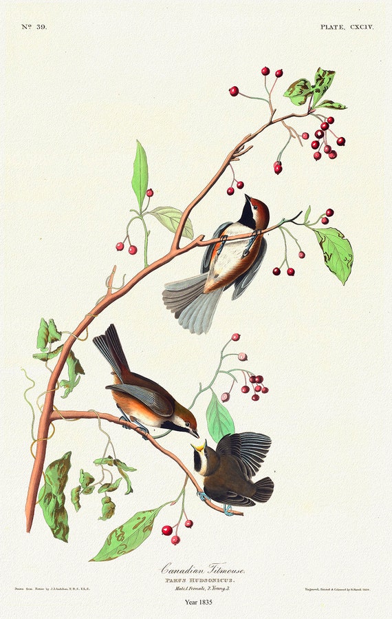 J.J. Audobon, Canadian Titmouse. Parus hudsonicus. 1835, bird print on durable cotton canvas, 19x27inches(50x70cm) approx.