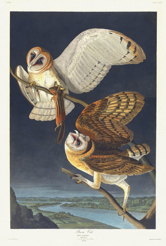 J.J. Audubon, Barn owl. Strix flammea, 1835, vintage nature print on canvas,  50 x 70 cm, 20 x 25" approx.