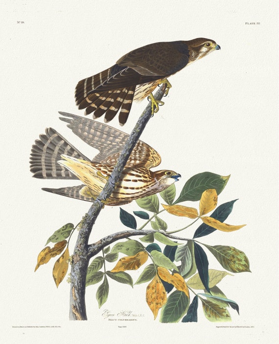 J.J. Audubon, Pigeon hawk. Male, 1. F, 2. Falco columbarius, 1835, vintage nature print on canvas,  50 x 70 cm, 20 x 25" approx.