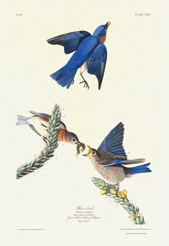 J.J. Audobon,  Blue-bird  Sylvia sialis. 1835, vintage nature print on canvas,  50 x 70 cm, 20 x 25" approx.