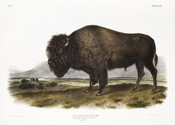 J.J. Audobon,  Bison (Bos Americanus) from the viviparous quadrupeds of North America (1845), print on canvas,  50 x 70 cm, 20 x 25" approx.