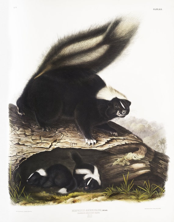 J.J. Audobon, Skunk (Mephitis Americana) from the viviparous quadrupeds of North America (1845), print,  50 x 70 cm, 20 x 25" approx.