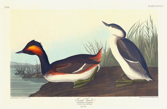 Eared grebe.  Podiceps auritus. c.1 v.4 plate 404 , vintage nature print on canvas,  50 x 70 cm, 20 x 25" approx.