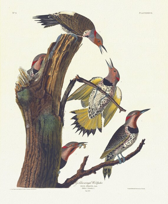 J.J. Audobon,  Golden-winged woodpecker. Picus auratus, Linn. Males, 1. Females, 1835, nature print on canvas,  50 x 70 cm, 20 x 25" approx.