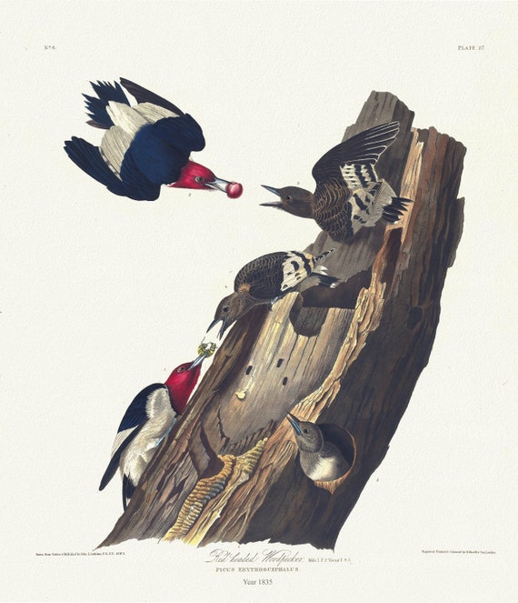 J.J. Audubon, Red headed woodpecker. Male, 1. F, 2. Young, 3, 4, 5. Picus erythrocephalus, 1835 , on canvas,  50 x 70 cm, 20 x 25" approx.