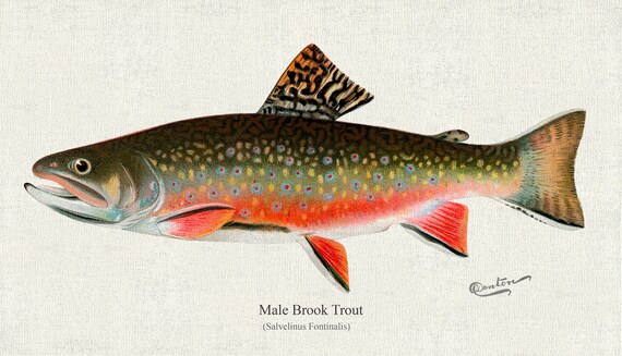 Male brook trout (Salvelinus Fontinalis), 1931, Denton auth., fishing print reprinted on durable cotton canvas, 50 x 70 cm, 20 x 25" approx.