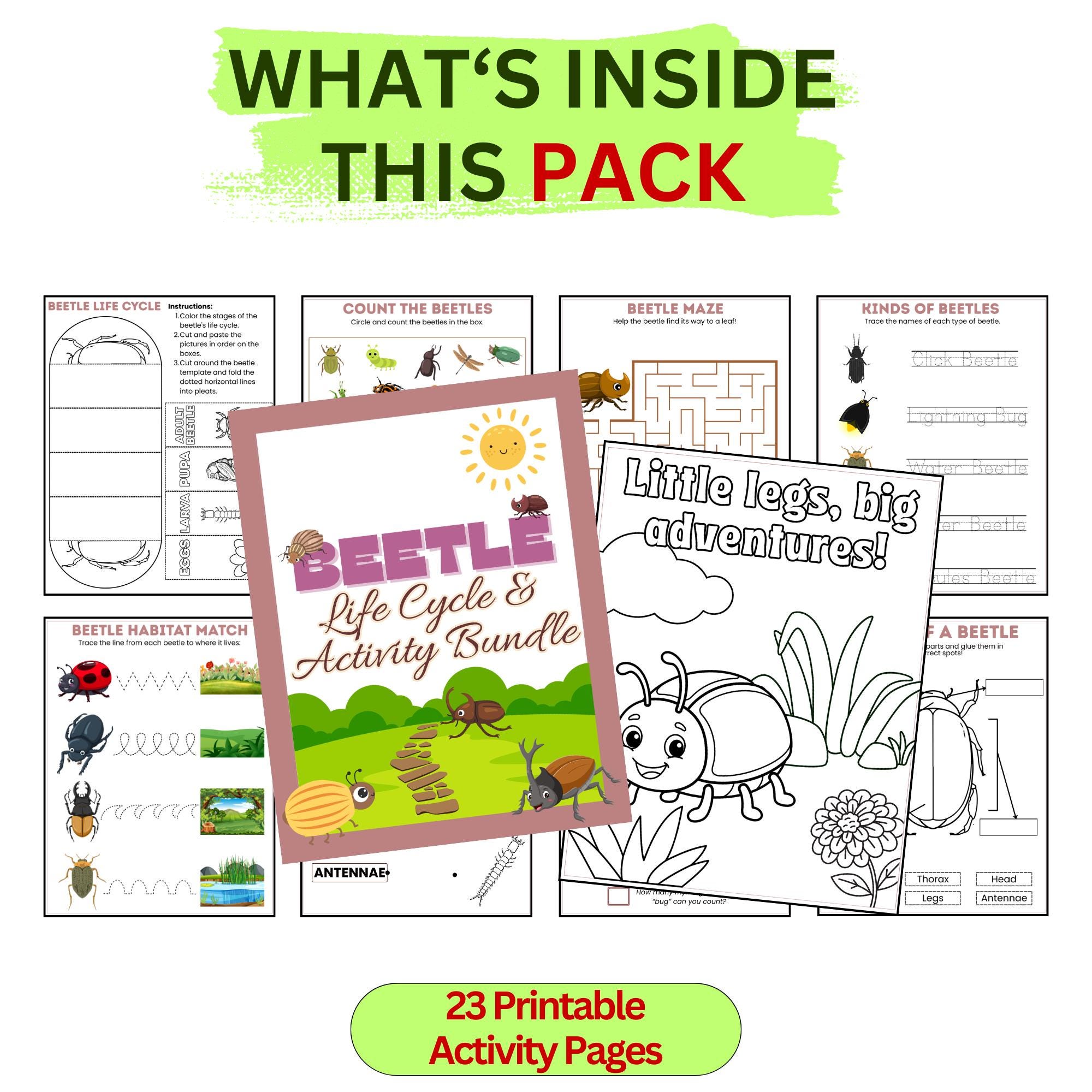 Beetle Life Cycle Activity Pack for Kids, Insect Science Printable ...