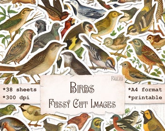 Imágenes de pájaros recortados, efímeras vintage de la naturaleza, decoración de diarios, scrapbooking, hojas de collage, manualidades de papel, descarga imprimible