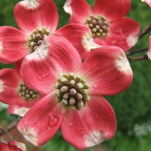 May include: Close-up of vibrant red dogwood flowers with white-tipped petals and green centers. Water droplets are visible on the petals. The flowers are in full bloom, showcasing their delicate texture and intricate details. The background is a soft green.