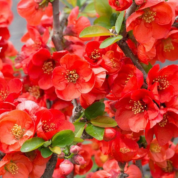 Texas Scarlet Japanese Flowering Quince - Live Plant Shipped 1 to 2 Feet Tall by DAS Farms (No California)