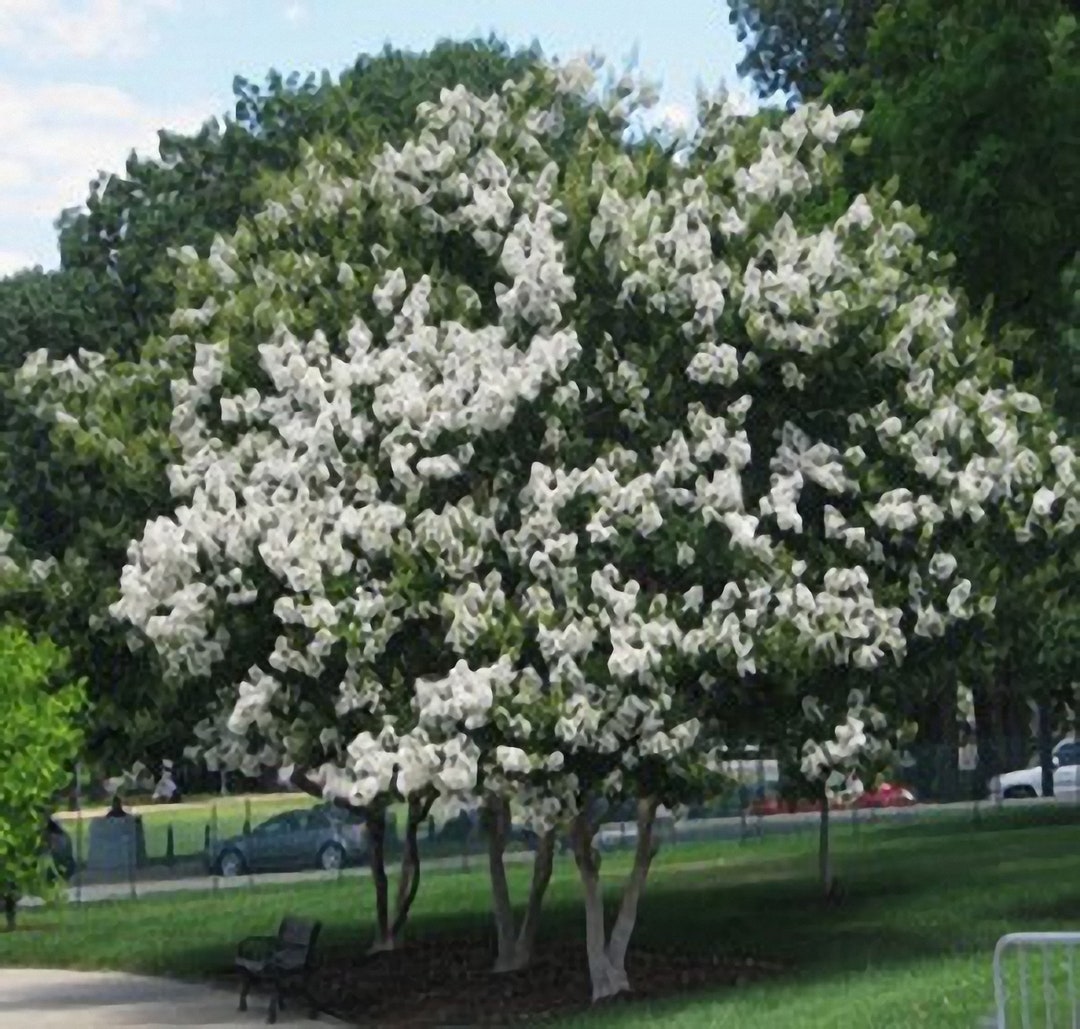 Sarahs Favorite Crape Myrtle Tree