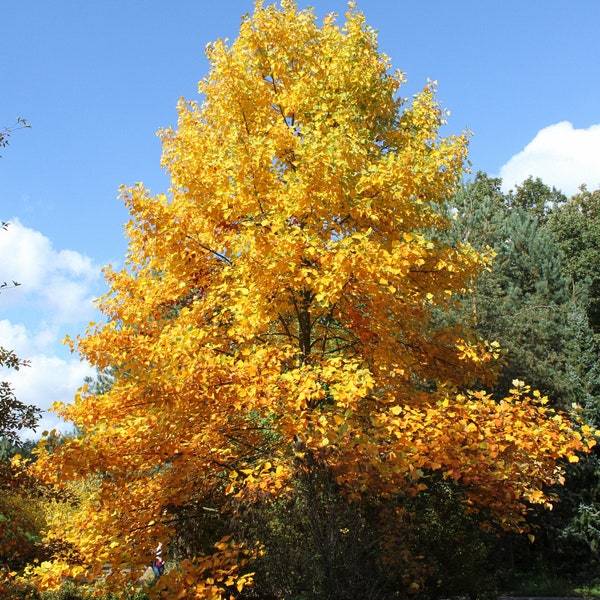 Tulip Poplar Tree - Live Plant Shipped 3 to 4 Feet Tall by DAS Farms (No California)