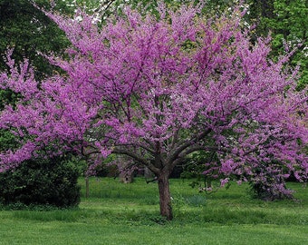 Eastern Redbud Tree - Live Plant Shipped 2 to 3 Feet Tall by DAS Farms (No California)