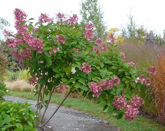 Pink Diamond Hydrangea - Live Plant Shipped 2 to 3 Feet Tall by DAS Farms (No California)