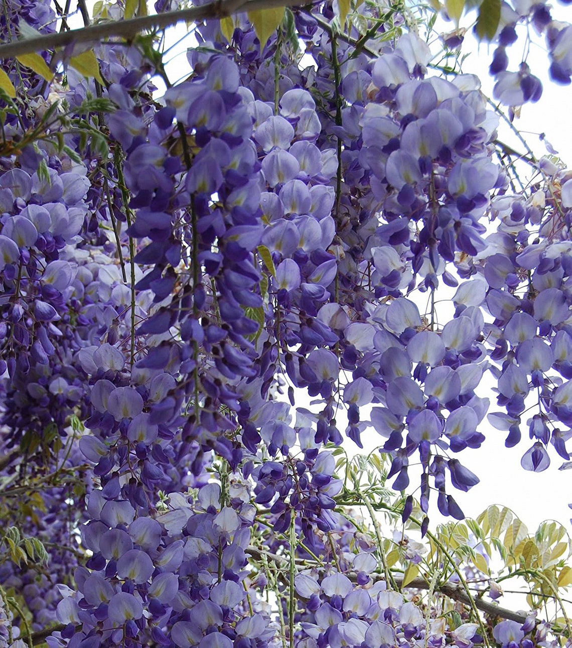 Chinese Blue Wisteria Live Plant Shipped Over 2 Feet Tall by Etsy
