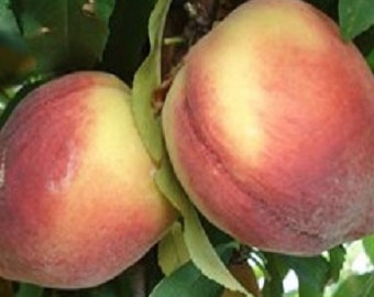 Belle of Georgia Peach - Live Fruit Tree Shipped 2 to 3 Feet Tall by DAS Farms