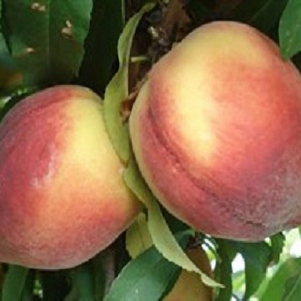 Belle of Georgia Peach - Live Fruit Tree Shipped 2 to 3 Feet Tall by DAS Farms