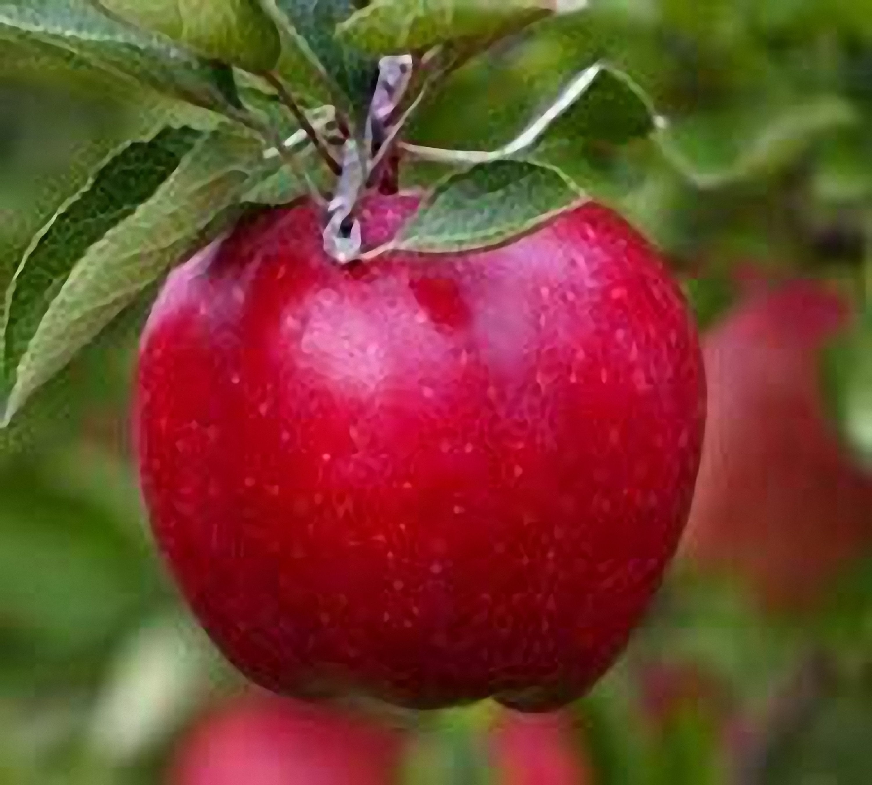 Red Delicious Apple Flowering Group 4 Live Fruit Tree Etsy