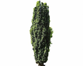 Fastigiata Boxwood - Live Plant Shipped 1 to 2 Feet Tall by DAS Farms (No California)