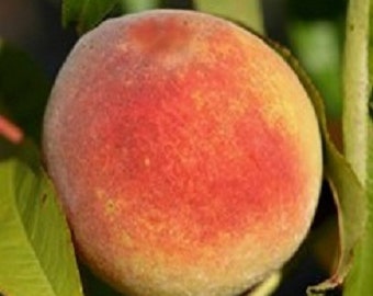 Contender Peach - Live Fruit Tree Shipped 2 to 3 Feet Tall by DAS Farms (No CA. WA)
