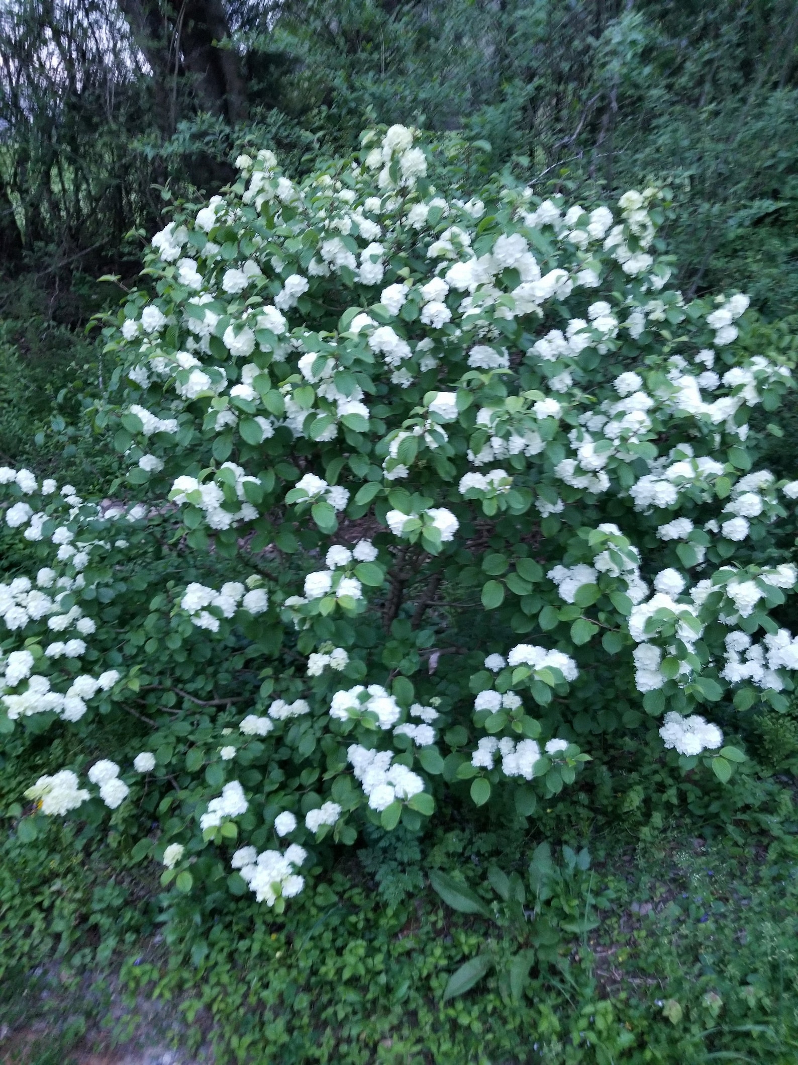Newport Viburnum Bush Compact White Flowering Shrub Live Etsy
