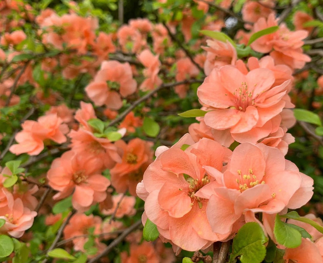 Cameo Hybrid Flowering Quince Live Plant Shipped 1 to 2 Feet Tall by DAS Farms no California