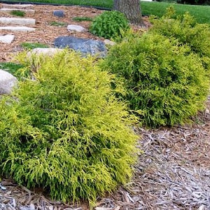 Gold Mop Cypress Live Plant 1-2 Feet Tall image 2