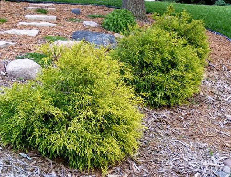 Gold Mop Cypress Live Plant 1-2 Feet Tall image 2