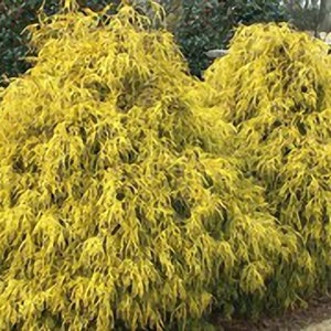 Gold Mop Cypress Live Plant 1-2 Feet Tall image 1