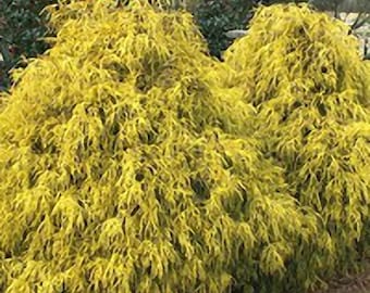 Gold Mop Cypress - Live Plant 1-2 Feet Tall