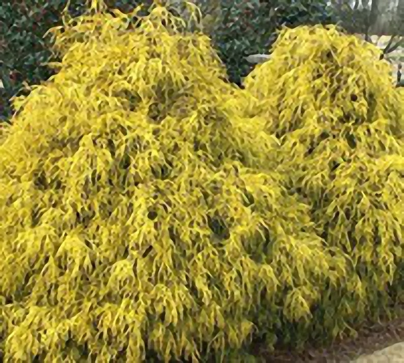 Gold Mop Cypress Live Plant 12 Feet Tall Etsy