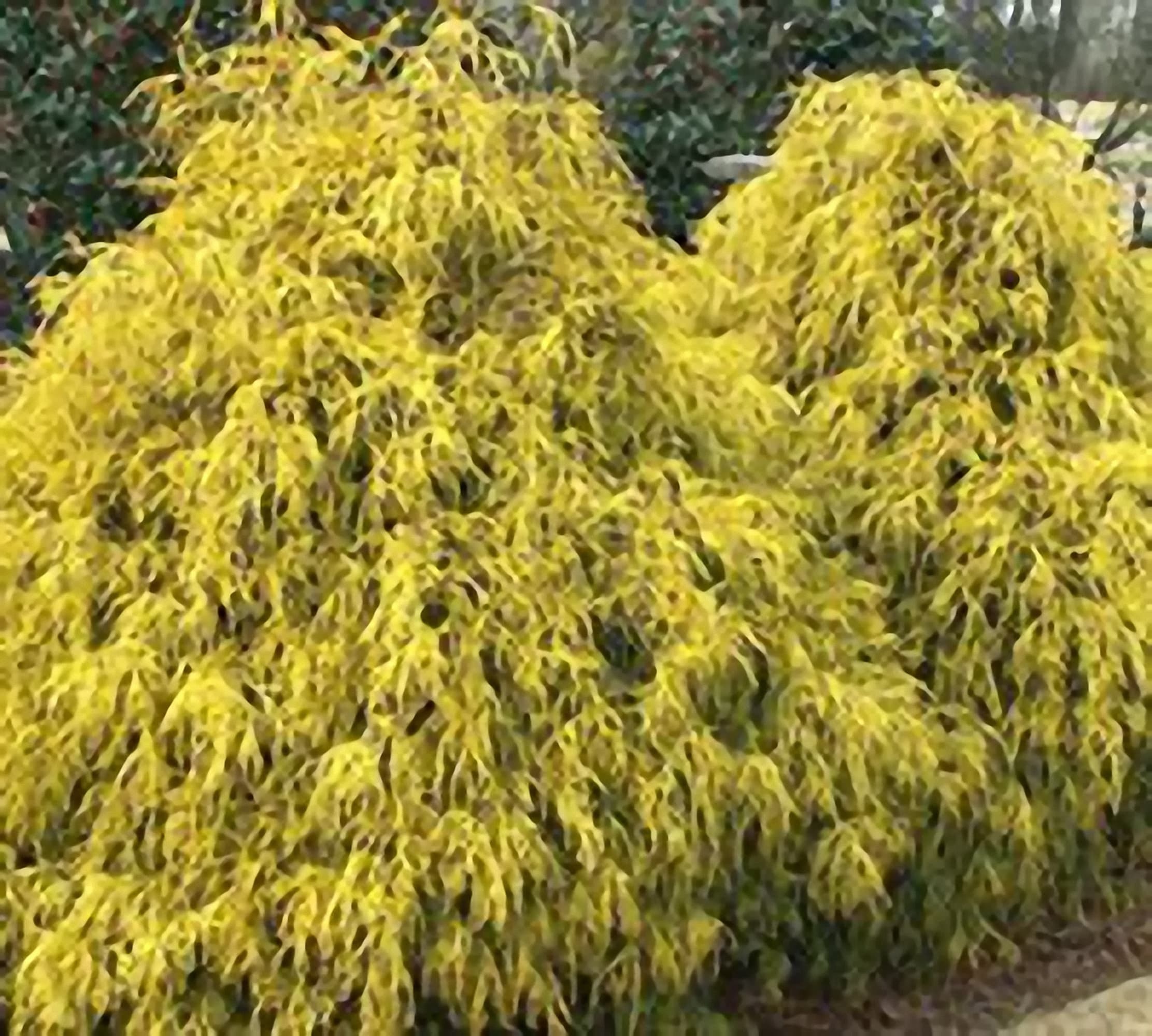 Gold Mop Cypress Live Plant 12 Feet Tall Etsy