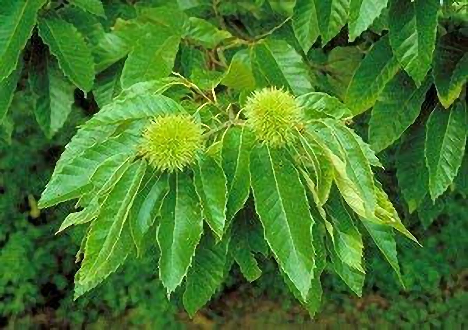 Chinese Chestnut Tree Live Plant Shipped 2 Feet Tall by DAS Etsy