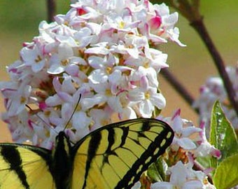 Mohawk Viburnum - Live Plant 1-2 Feet Tall