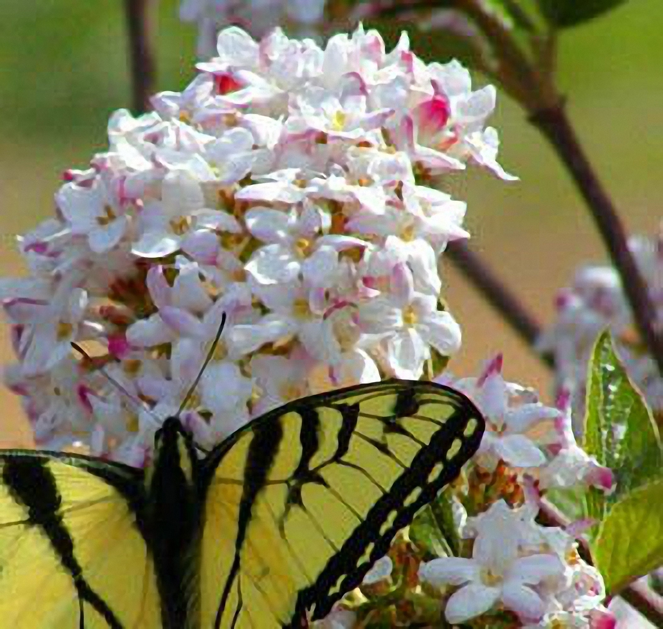 Mohawk Micro Bloom Mohawk Viburnum – Fragrant White Flowering Shrub, Live Plant - Etsy