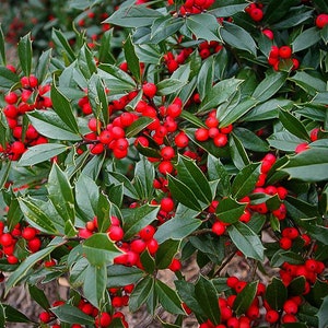 May include: A close-up of a holly bush with glossy, dark green leaves and bright red berries. The leaves have a spiky edge, and the berries are round and clustered. The image is well-lit, showcasing the vibrant colors of the plant.
