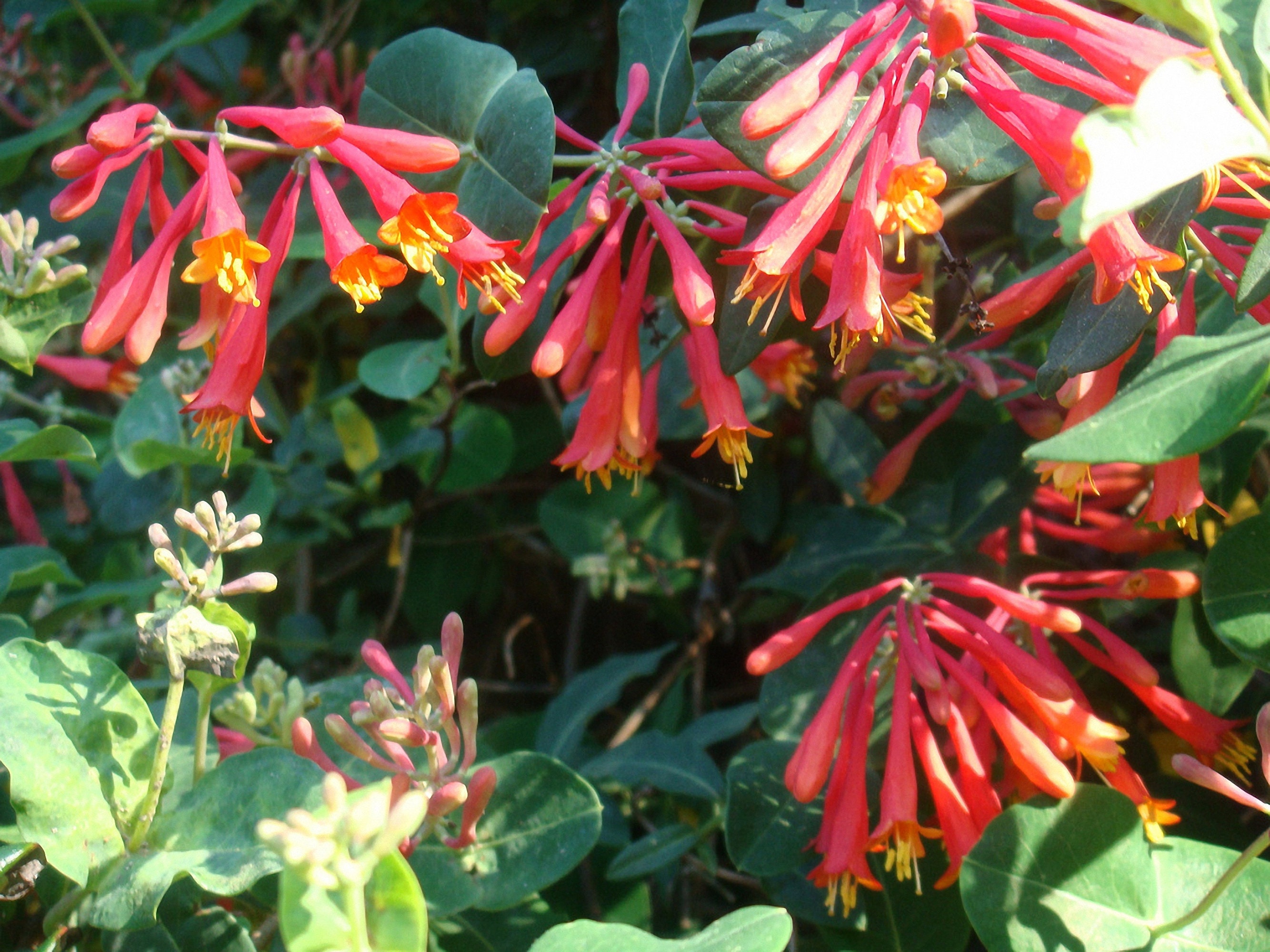 Cardinal Red Coral Honeysuckle Vine 'major Wheeler' Etsy