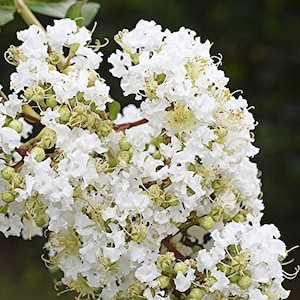May include: Close-up of a cluster of white crepe myrtle flowers. The delicate, ruffled petals are a bright white, with hints of yellow in the center. Green buds and stems are also visible, set against a dark green background.