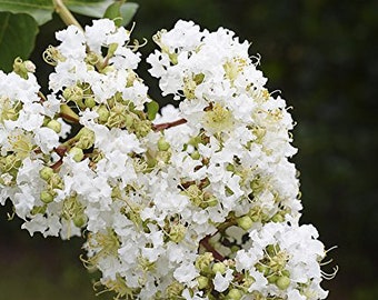 Natchez White Flowering Crape Myrtle Tree - Live Plant (1-2 Feet)