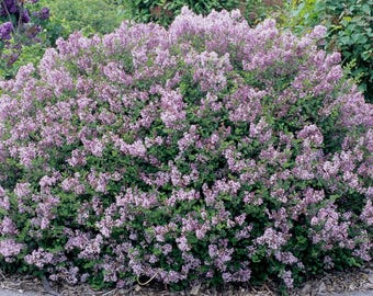 Palibin Lilac Bush - Live Purple Flowering Shrub (2-3 Ft)