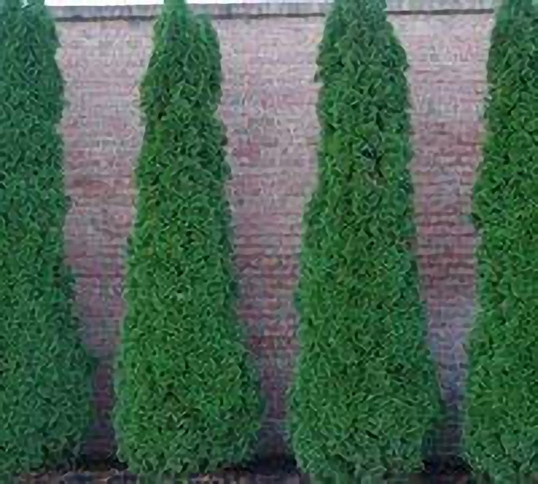 Emerald Arborvitae – Live Evergreen Tree, Accent or Privacy Screen (1-2 ...