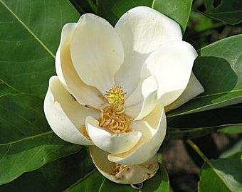 Sweetbay Magnolia Tree - Live Plant Shipped 3 to 4 Feet Tall by DAS Farms (No California)