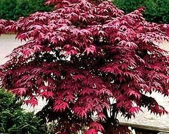 Japanese Red Maple - Live Tree 1-2 Feet Tall