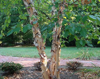 Live River Birch Tree – 2-3 ft Tall, Unique Bark