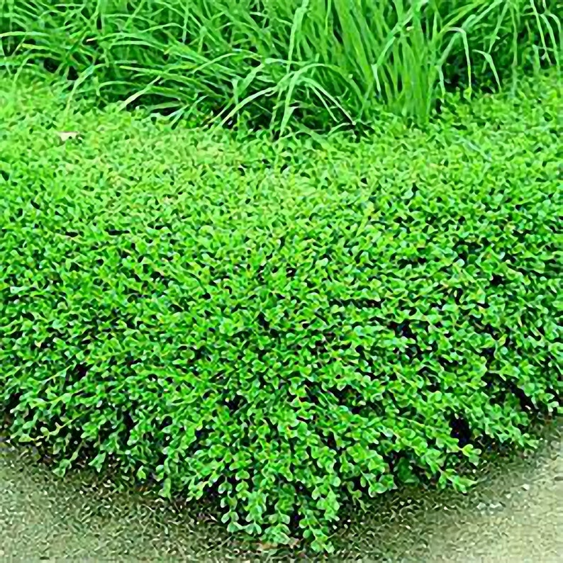 Korean Boxwood Live Plants Shipped Over 1 Foot Tall by DAS Etsy